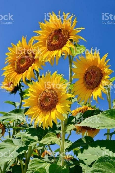 Big Sunflowers