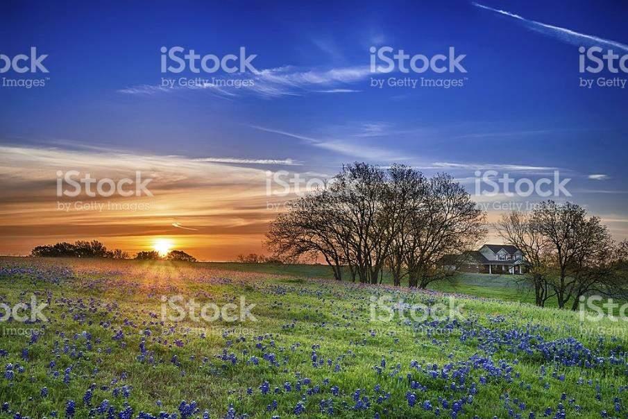 Field at Sunrise