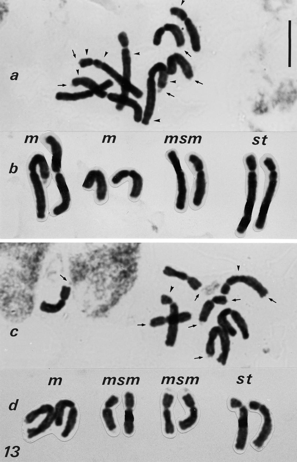 Willdenowia 27 1997 131 Fig. 13. Mitotic metaphase plates (a,c) and karyograms (b,d) of Bellevalia ciliata, 2n = 8; 13a-b: material from Mt Kitheron (Const.