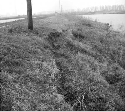 Figure 1. Slope failures in New Madrid Power Plant levee. The levee was constructed of silty clay fill.