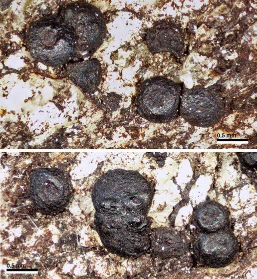 Trimmatothelopsis versipellis 75 a sufic e dika (0,15 0,4 mm), pli malpli elstara, glata aŭ malglata.