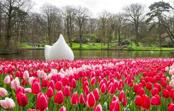 Netherlands Tulip Tour 2019 Individual Self-Guided Tour 5 days/4 nights Experience Holland in the best possible way: a gorgeous spring short break dominated by flowers.