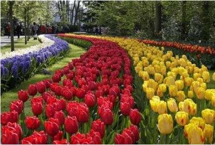 Day 4: Oude Wetering Amsterdam Amsterdam Waterland cycling tour 25 km or 28 km This morning you are in for a real treat an early visit by bus (6:30 a.m.) to the biggest flower auction in the world in Aalsmeer.