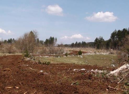 Slika 20: Sekalnik Bruks na polprikoličarju Eco Log Slika 21: Objekt po končani krčitvi Stroj podjetje uporablja predvsem na slovenskem krasu, kjer se izvajajo večja čiščenja površin gozda za pašnike.