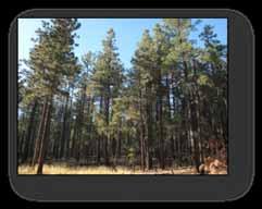 Piñon Juniper woodlands Historic Forest Conditions: pre 1900 Open