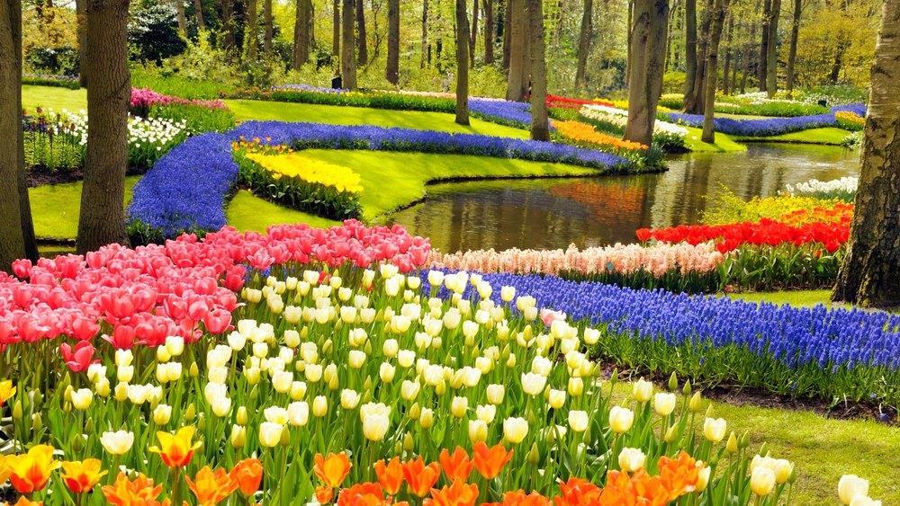 AMSTERDAM TULIP TIME BIKE n BARGE 2019 5 DAYS /4 NIGHTS This five day Holland bike and boat tour in peak Tulip season goes through some of the most beautiful areas of the "Garden of Amsterdam.