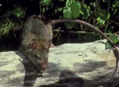 & Black Rat House Mouse Photo: Oz