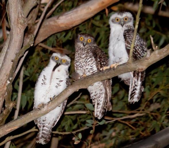 Post Fire Vertebrate Fauna Survey large owls - habitat Powerful Owl & chicks Photo: K.