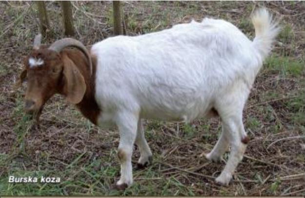 Slika 3. Burska ( boer ) koza Izvor : http://www.gospodarski.