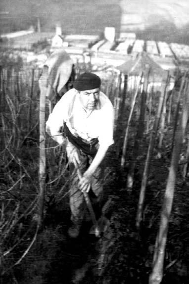 Pálfyovci zamestnávali na obrábanie svojich viníc sezónnych robotníkov zo širokého okolia. Miestni obyvatelia- vinohradníci mali iba menšie, ale o to lepšie obhospodarované vinice.
