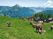90 Sfrs or 45 Sfrs with your Half Fare Card ürgenstock 874m/2,867ft - MAY-OCT 7 A magnificent mountain peninsular with walks, restaurant and sun terrace and the
