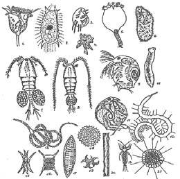Tematski ZBORNIK RADOVA Slika 2. Betamezosaprobni organizmi: 1. Vorticella; 2. Coleps; 3. Aspidisca; 4. Amoeba; 5. Brachiorus; 6. Paramecium; 7. Cyclops; 8. Diaptomus; 9. Bosmina; 10.