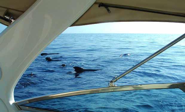 Leisure whale and dolphin watching The Strait of Gibraltar connects two continents and two marine habitats, the Mediterranean with its higher salinity and therefore more dense water and the Atlantic