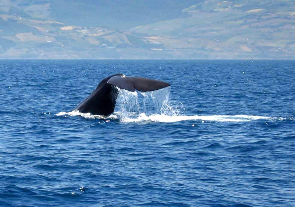 < Whale watching > 14 species have been described in the Strait. 10 of them have been sighted since 1998 and 7 we observe more or less regularly (of which 4 are resident).