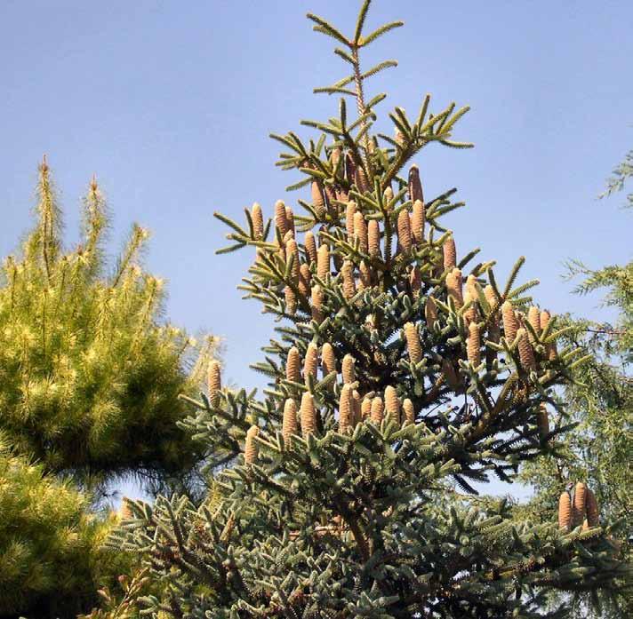 Related to other species of mediterranean firs, is considered the Andalusian National Tree, native and originary from the Andalusian mountains.