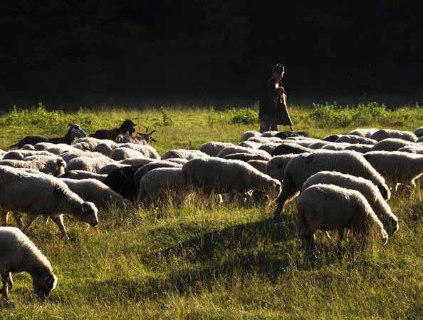 Košťál Pasenie oviec pomáha udržiavať