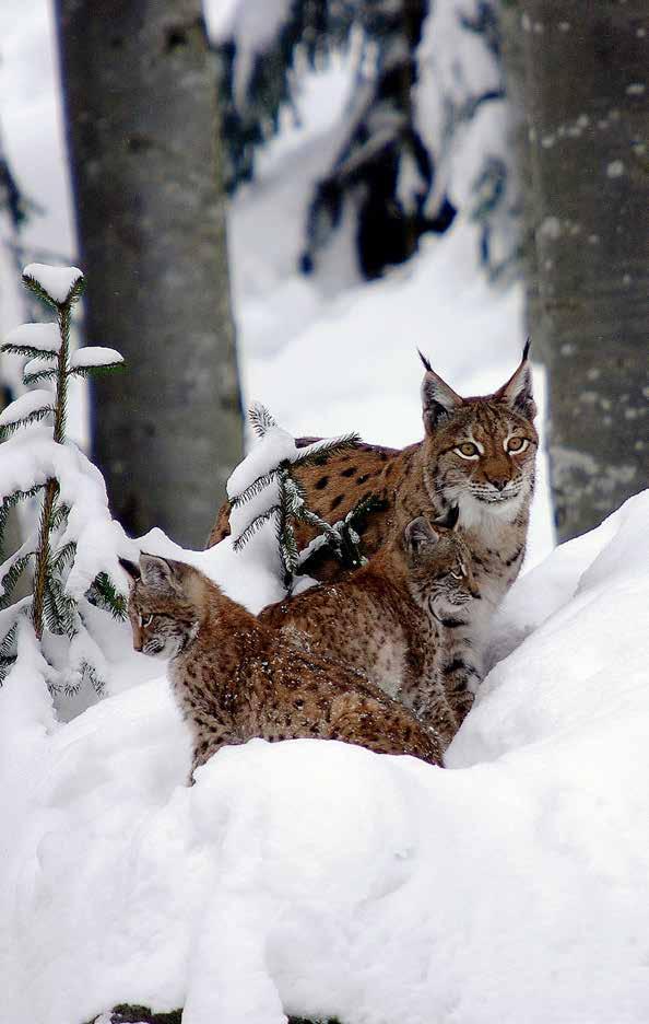 Rys ostrovid (Lynx lynx) je na území
