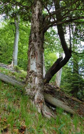 banátskej (Pinus nigra subsp.