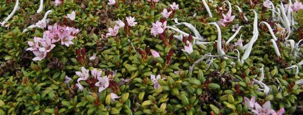 Fialka (Viola jooi) - pomerne hojne rozšírený endemit v