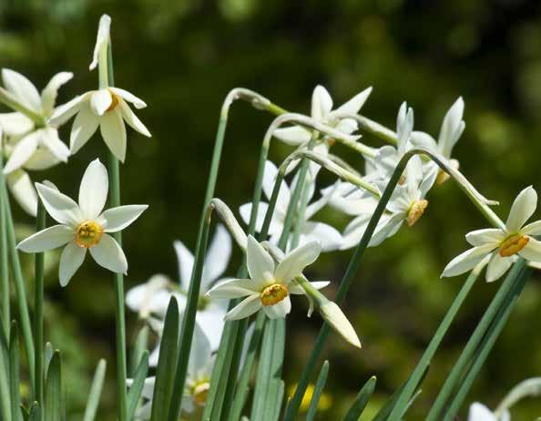 Narcis (Narcissus poeticus subsp.