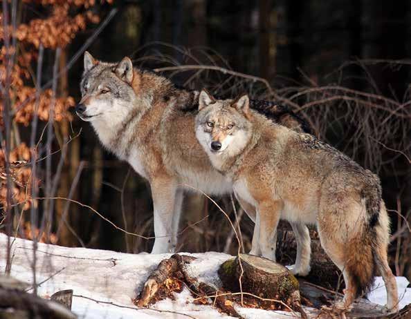 Vlk (Canis lupus) sa vyskytuje na väčšine územia