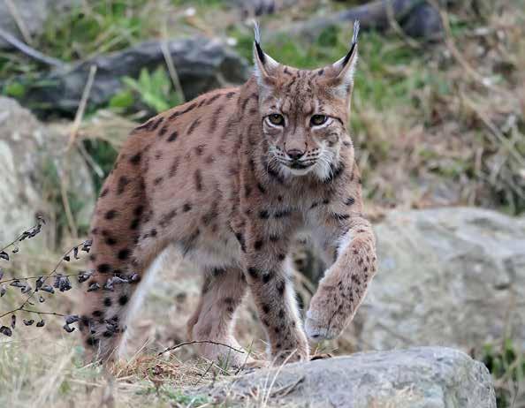 Siklienka Rys ostrovid (Lynx lynx) je na území