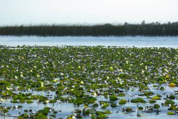 5. Ibera wetlands: Is the second