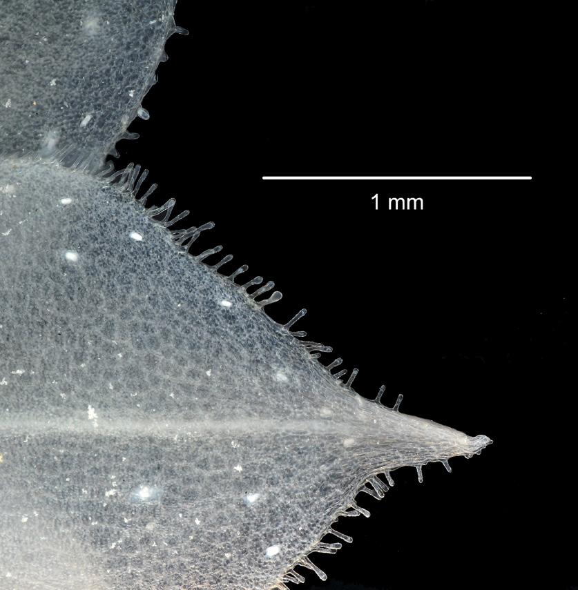 Jost & Shepard New Teagueia species 273 Figure 14. Clavate cilia on petal margins of Teagueia beverlysacklerae. LJ 6667. Photograph by Lou Jost.