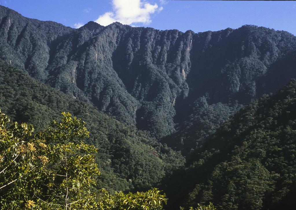262 LANKESTERIANA Figure 1. Cerro Mayordomo, where the first long-repent Teagueia species were discovered. Photograph by Lou Jost.