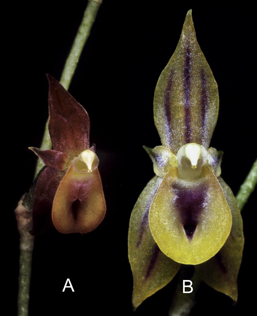 Teagueia jostii from the type locality of that species, Cerro Mayordomo. Both photos at same scale. Photographs by Lou Jost. an Ecuadorian conservation foundation.