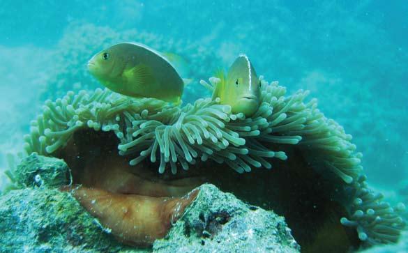 The clownfish have developed a very advanced symbiotic relationship with certain anemones the clownfish and the sea anemone help each other survive.