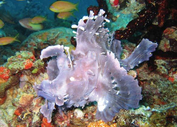 The poisonous scorpion fish family All species of fish that belong to this family are more or less poisonous.