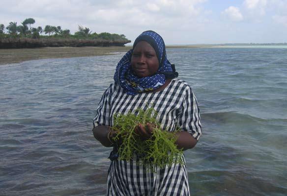 Zanzibar s coastal zone: what s the state of this environment?