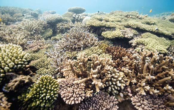 A Marine Conservation Area (MCA) is a region of the ocean that is protected in law.