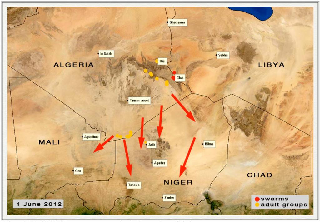 More immature groups and a few small swarms will arrive in the coming weeks in northern Niger (Tamesna Plains, Air Mountains, Tenere, Djado Plateau), probably in NE Mali (Tamesna