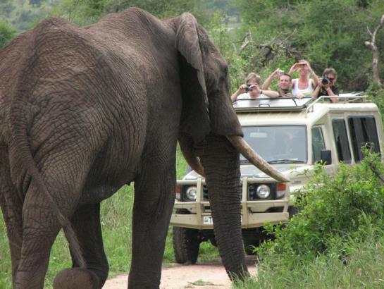 DAY 4 TUESDAY, MAY 19 - TARANGIRE NATIONAL PARK You spend the day exploring Tarangire National Park famous for its numerous baobab trees and large elephant population.