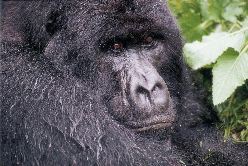 RWANDA POST-SAFARI EXTENSION May 26-29, 2015 For most people Rwanda brings to mind the dreadful genocide of 1994 during which nearly a million people were brutally murdered.