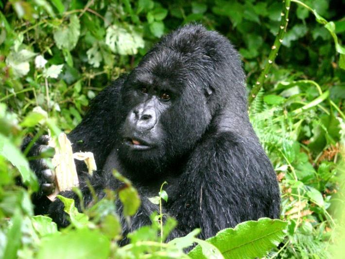 rainforest in northwest Rwanda, southwest Uganda and the eastern corner of the Democratic Republic of Congo (DRC).