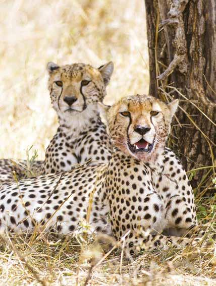 AFRICA The Great Migration Safari in Style 14 days from $13,595 Limited to 18 guests Visiting Nairobi, Amboseli National Park, Tarangire National Park, Ngorongoro Crater, Serengeti National Park and
