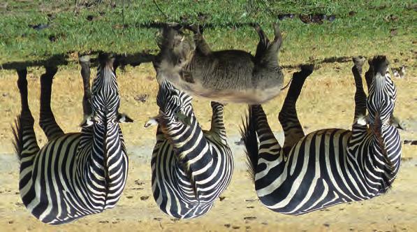 Species commonly seen are bushbuck, red and blue duikers, eland, hartebeest, hyena, klipspringer, impala, giraffe, oryx, reedbuck, waterbuck and zebra.