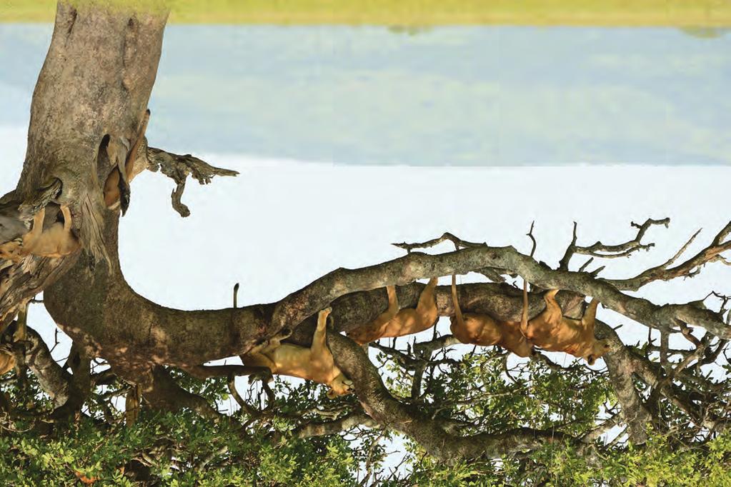 LAKE MANYARA This park is famous for its tree climbing lions, which spend most of the day spread out along the branches of Acacia trees six to seven metres above the ground.