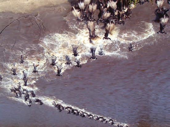 Then the migrations start as vast herds, in columns over 40 km long, head north towards Kirawira and Mbalageti, in the Western Corridor, before crossing the crocodile infested Grumeti River into the