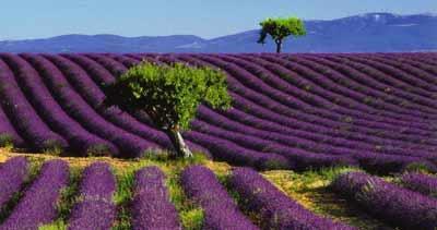 VILLAGES & VINEYARDS OF PROVENCE SELF GUIDED or GUIDED CYCLE TOUR 2019 7 DAYS/6 NIGHTS The land of light, colours and scents.