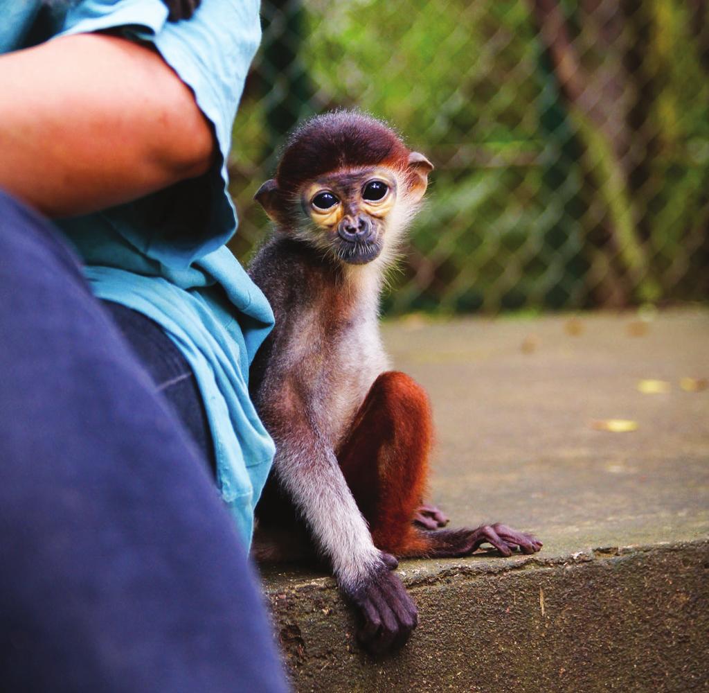 Did you know that douc langur is called Kleideraffe in German, or "clothed monkey", because of its striking various colors which resembles boots, socks, shirts, jackets, etc?