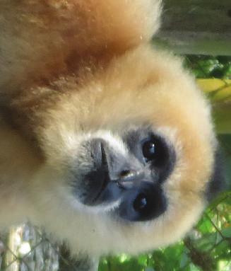 Here comes Lucky! Among many rescued gibbons at the EPRC, you ll find Lucky un-ignor-able. Why is that?