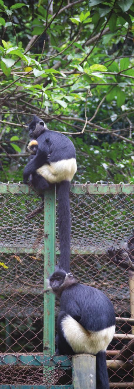 Loem is one of the last Delacour s langurs remaining in the world when the population of this species is only as small as 250 individuals, strictly distributed in the limestones mountains of Ninh