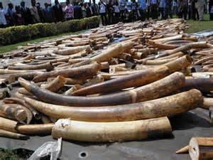 PROGRESS REPORT ON NIGERIA NATIONAL IVORY ACTION PLAN PREPARED BY FEDERAL MINISTRY OF ENVIRONMENT DEPARTMENT OF