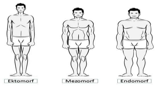 Slika 2. Prikaz treh osnovnih somatotipov (www.muscleandstrenght.com) Endomorfijo označujejo okrogline in mehkoba telesa, ki je posledica večje količine podkožnega maščevja.