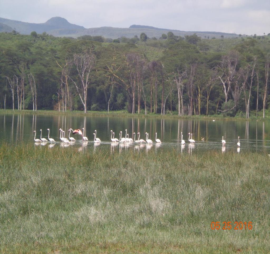 Great Rift Valley Lake system Lake Elementaita Kenyan Lake system comprises of 3 lakes and their surrounding territories, Lake Bogoria, Lake Nakuru and Lake Elementaita covering 32,034Ha.