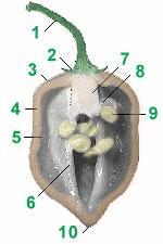 9 Anatomija ploda Slika 4: Prerez ploda paprike (Zoschke, 1997). Slika 4 prikazuje notranjost ploda paprike. Ne glede na to, ali gre za blago zelenjavno papriko (C.